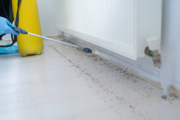 Best Best Pest Control Companies  in Antigo, WI